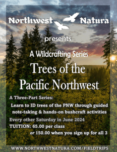 Trees of the PNW: A Wildcrafting Series with Northwest Natura (Day 2)